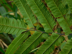 Amblovenatum terminans