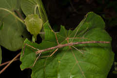 Trachythorax