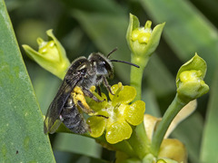 Lasioglossum viride