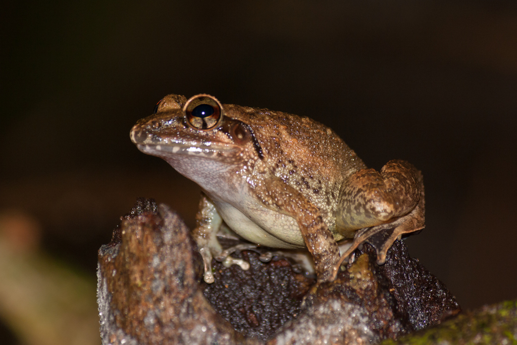 Gundia Frog