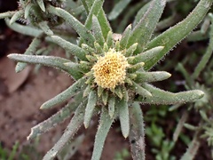 Podotheca angustifolia