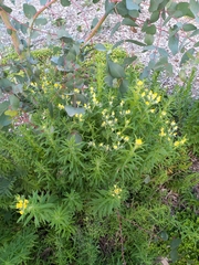 Chrysocephalum semipapposum