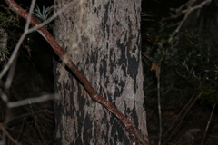 Corymbia gummifera