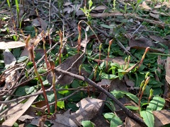 Chiloglottis trapeziformis
