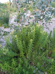 Chrysocephalum semipapposum