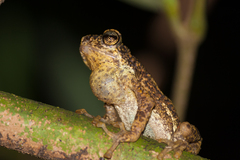 Pedostibes tuberculosus