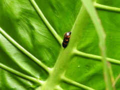 Okiscarta uchidae