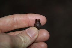 Corymbia gummifera