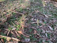 Chiloglottis trapeziformis
