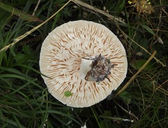Agaricaceae