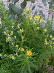 Chrysocephalum semipapposum