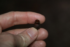 Corymbia gummifera