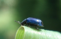 Plagiodera versicolora