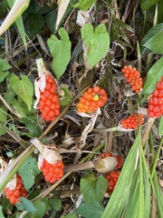 Arum