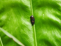 Okiscarta uchidae