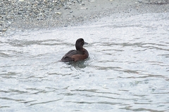 Aythya novaeseelandiae