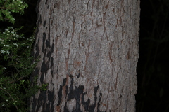 Corymbia gummifera