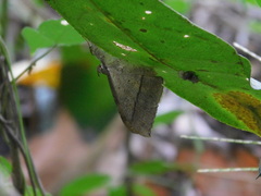 Oxyodes scrobiculata