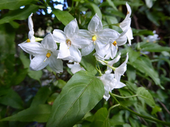 Solanum laxum