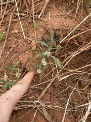 Alternanthera angustifolia