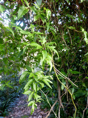 Solanum laxum