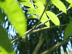 Dendrelaphis calligaster