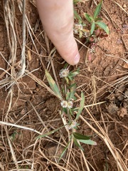 Alternanthera angustifolia