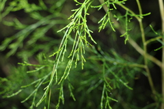 Callitris rhomboidea