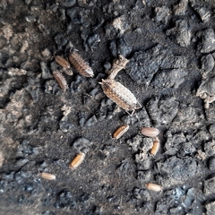 Porcellio spinicornis