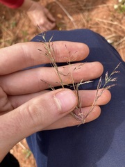 Eragrostis