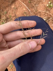 Eragrostis