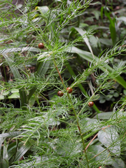 Asparagus schoberioides