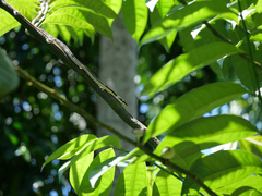 Dendrelaphis calligaster