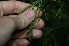 Callitris rhomboidea