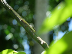 Dendrelaphis calligaster