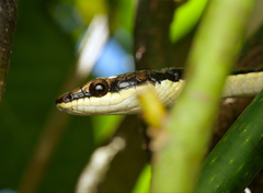 Dendrelaphis calligaster