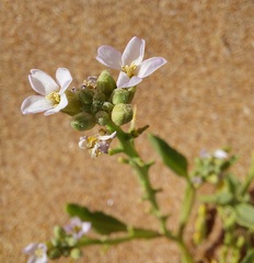 Cakile maritima