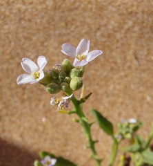 Cakile maritima