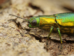 Buprestidae