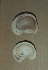 Pseudochama gryphina