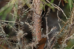Callitris rhomboidea