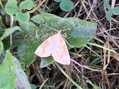 Eulithis populata