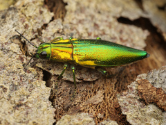Buprestidae