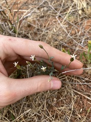 Rhodanthe stricta