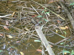 Brachydiplax chalybea