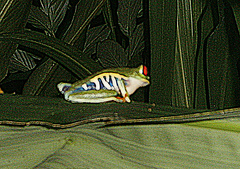 Agalychnis callidryas