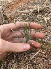 Rhodanthe stricta