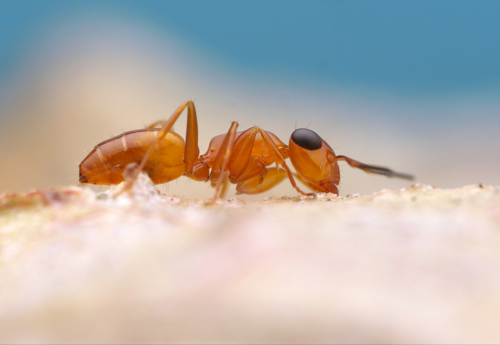 Opisthopsis manni
