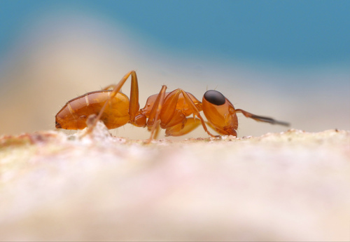 Opisthopsis manniOpisthopsis manni