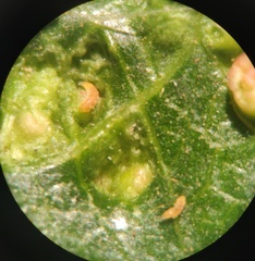 Aculus tetanothrix